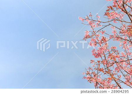 beauty cerasoides flower on blue sky 28904295