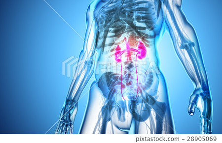 3D illustration of Urinary System, medical concept 28905069