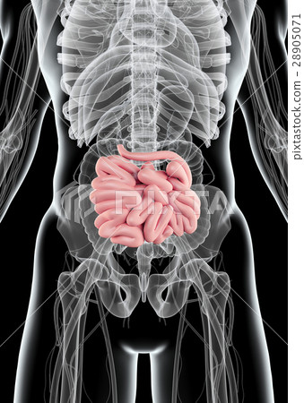 3D illustration of Small Intestine. 28905071