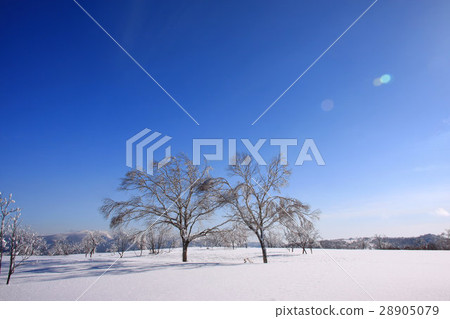 早晨多雪的領域冬天場面〜Horo Takiyama 早晨多雪的領域冬天場面〜Horo Takiyama 28905079