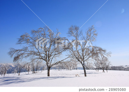 Winter scene of Morning snowy field ~ Horo Takiyama Winter scene of Morning snowy field ~ Horo Takiyama 28905080
