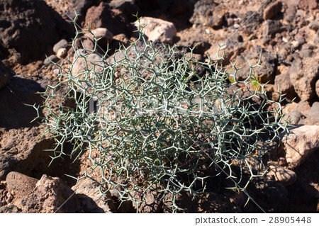 Arid territory of Lobos island, Canary, Spain Arid territory of Lobos island, Canary, Spain 28905448