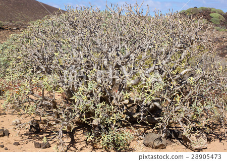 Arid territory of Lobos island, Canary, Spain 28905473