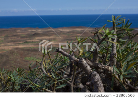 Arid territory of Lobos island, Canary, Spain Arid territory of Lobos island, Canary, Spain 28905506