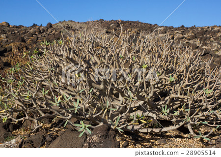 Arid territory of Lobos island, Canary, Spain 28905514