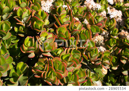 Money tree with pink flowers. Crassula ovata Money tree with pink flowers. Crassula ovata 28905534