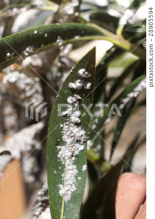 Mealybug on leaf. Plant aphid insect infestation 28905594