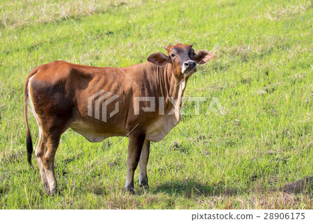 Image of brown cow on nature background. 28906175