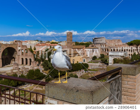 Seagull and Roman ruins in Rome Italy 28906401