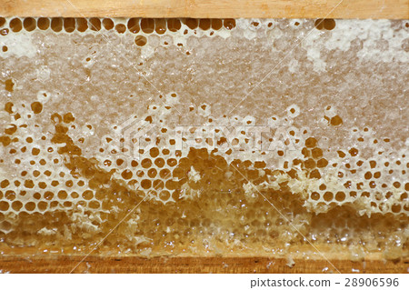 background of honeycomb with honey background of honeycomb with honey 28906596