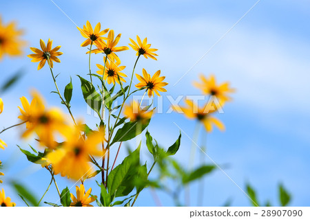 Flower of Jerusalem artichoke in autumn sky Flower of Jerusalem artichoke in autumn sky 28907090