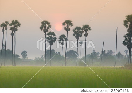 sunrise above rice field and sugarpalm plantation sunrise above rice field and sugarpalm plantation 28907168