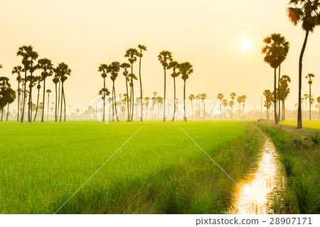 Rice field on sugarpalm plantation Rice field on sugarpalm plantation 28907171