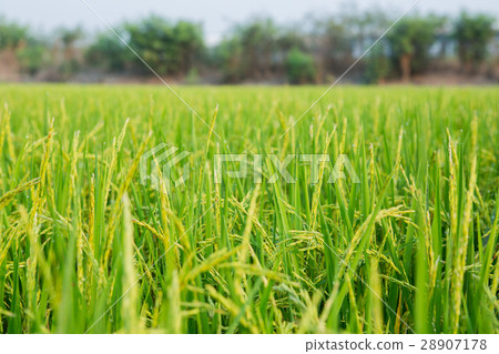 Rice field Rice field 28907178