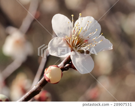 梅花早春花瓣 28907531