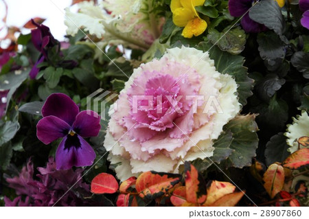 Habotan and pansy Habotan and pansy 28907860