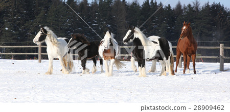 Group of horses running in winter 28909462