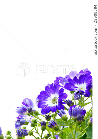 Cineraria Cineraria 28909594