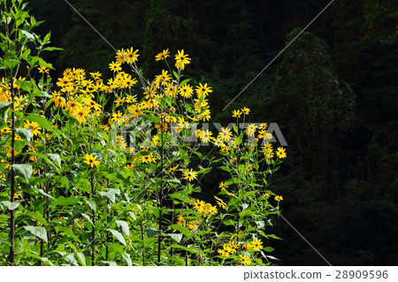 Flower of Jerusalem artichoke Flower of Jerusalem artichoke 28909596