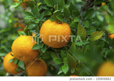 柑橘,橘子,柑橘,橘子,柑橘,橙 柑橘,橘子,柑橘,橘子,柑橘,橙 28909862