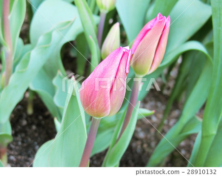 Tulip bud Tulip bud 28910132