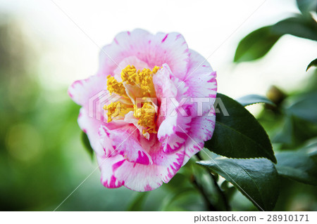 花,茶花,山茶花,Camellia japonica,花、ツバキ、椿、春,Flowers 花,茶花,山茶花,Camellia japonica,花、ツバキ、椿、春,Flowers 28910171