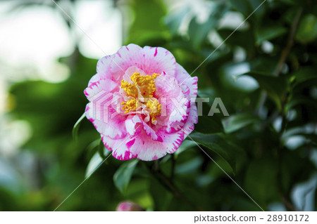 花,茶花,山茶花,Camellia japonica,花、ツバキ、椿、春,Flowers 花,茶花,山茶花,Camellia japonica,花、ツバキ、椿、春,Flowers 28910172