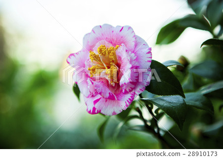 花 茶花 山茶花 Camellia Japonica 花 ツバキ 椿 春 Flowers 图库照片