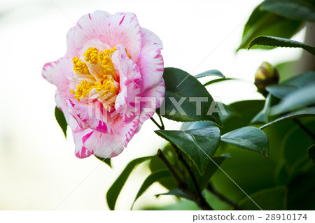 花，茶花，山茶花，Camellia japonica，花、ツバキ、椿、春，Flowers 28910174