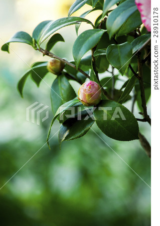 花，茶花，山茶花，Camellia japonica，花、ツバキ、椿、春，Flowers 28910178