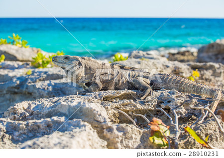 Iguana in wildlife. Cancun, Mexico 28910231