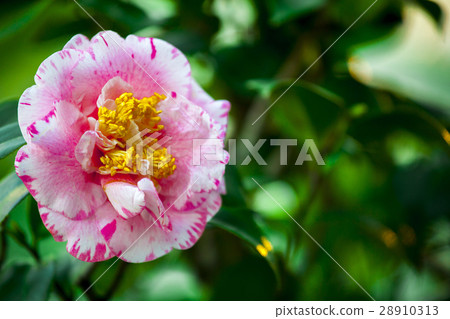 花，茶花，山茶花，Camellia japonica，花、ツバキ、椿、春，Flowers 28910313