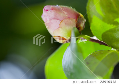  Flower, Camellia, Camellia, Camellia japonica, Flower, Dragonfly, Dragonfly, Spring, Flowers 28910318