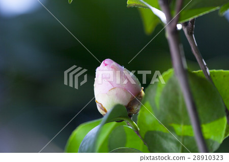 茶花,三叉花,山茶花,山茶花,山茶花 茶花,三叉花,山茶花,山茶花,山茶花 28910323