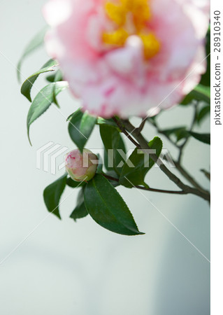花，茶花，山茶花，Camellia japonica，花、ツバキ、椿、春，Flowers 28910340