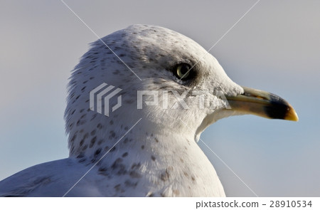 Beautiful isolated image with a cute gull Beautiful isolated image with a cute gull 28910534
