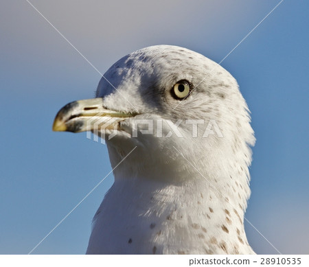 Amazing picture of a cute beautiful gull and a sky Amazing picture of a cute beautiful gull and a sky 28910535
