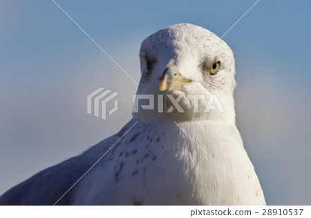 Beautiful isolated photo of a funny gull and a sky 28910537