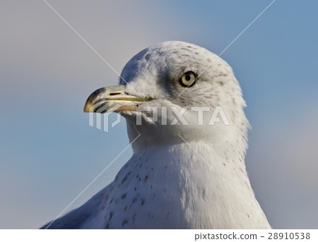 Beautiful background with a cute gull and the sky 28910538