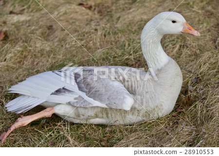 Beautiful photo with a strong confident snow goose 28910553