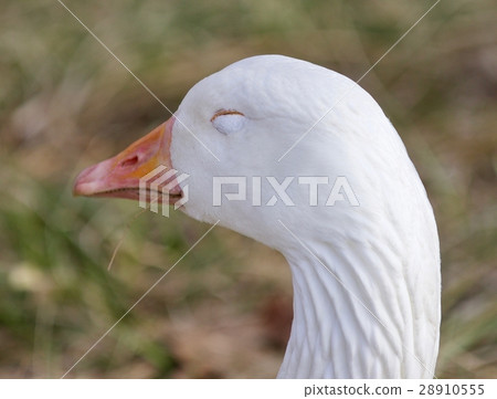 Funny picture with a sleepy snow goose 28910555