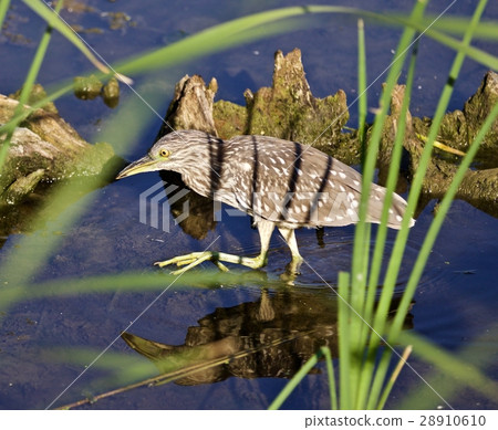Image with funny black-crowned night heron Image with funny black-crowned night heron 28910610