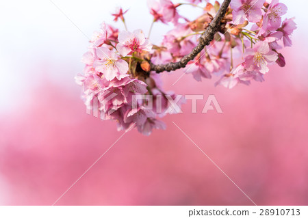 Kawazu cherry tree 28910713