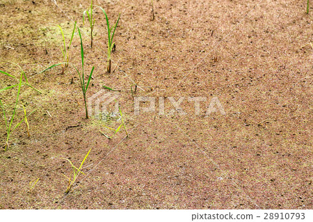 close up of a rice cereal cultivation field close up of a rice cereal cultivation field 28910793