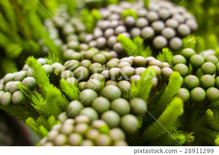 花市,花名,Uhu花市,花城,花,花卉市場,花 花市,花名,Uhu花市,花城,花,花卉市場,花 28911299