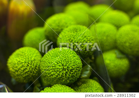 花市,花名,Uhu花市,花城,花,花卉市場,花 花市,花名,Uhu花市,花城,花,花卉市場,花 28911302