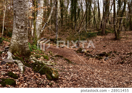 La Fageda den Jorda forest, in Spain La Fageda den Jorda forest, in Spain 28911455