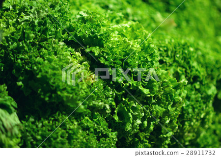 Fresh Green salad leaves background in market 28911732