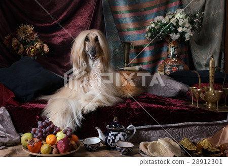 Graceful Afghan lying on the carpet Graceful Afghan lying on the carpet 28912301