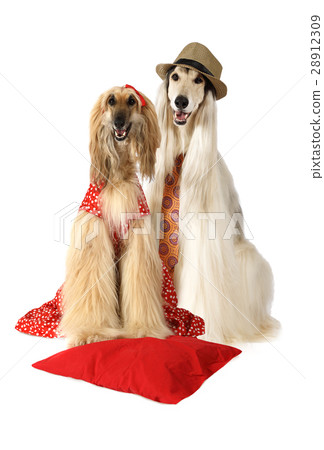 Couple of Afghan hound dogs 28912309